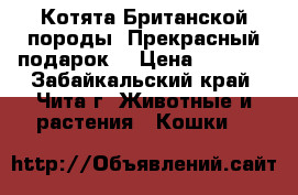 Котята Британской породы! Прекрасный подарок  › Цена ­ 5 000 - Забайкальский край, Чита г. Животные и растения » Кошки   